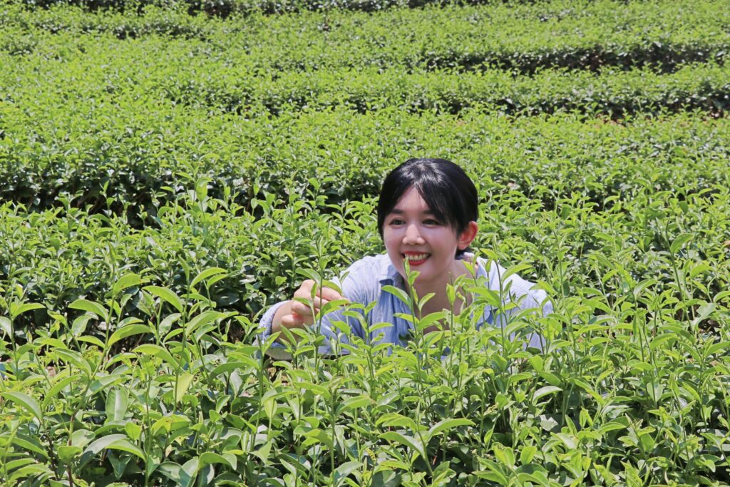 茗茗95%品項選用台灣有機認證的手採紅茶